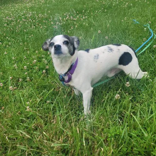 An adult small-sized male Yellow / Tan / Blond / Fawn Chihuahua dog named Rocky  D for adoption in Frankfort, KY