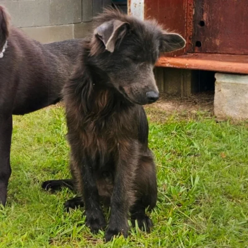 A baby medium-sized male Gray / Blue / Silver Mixed Breed dog named Silver Fox for adoption in BONIFAY, FL