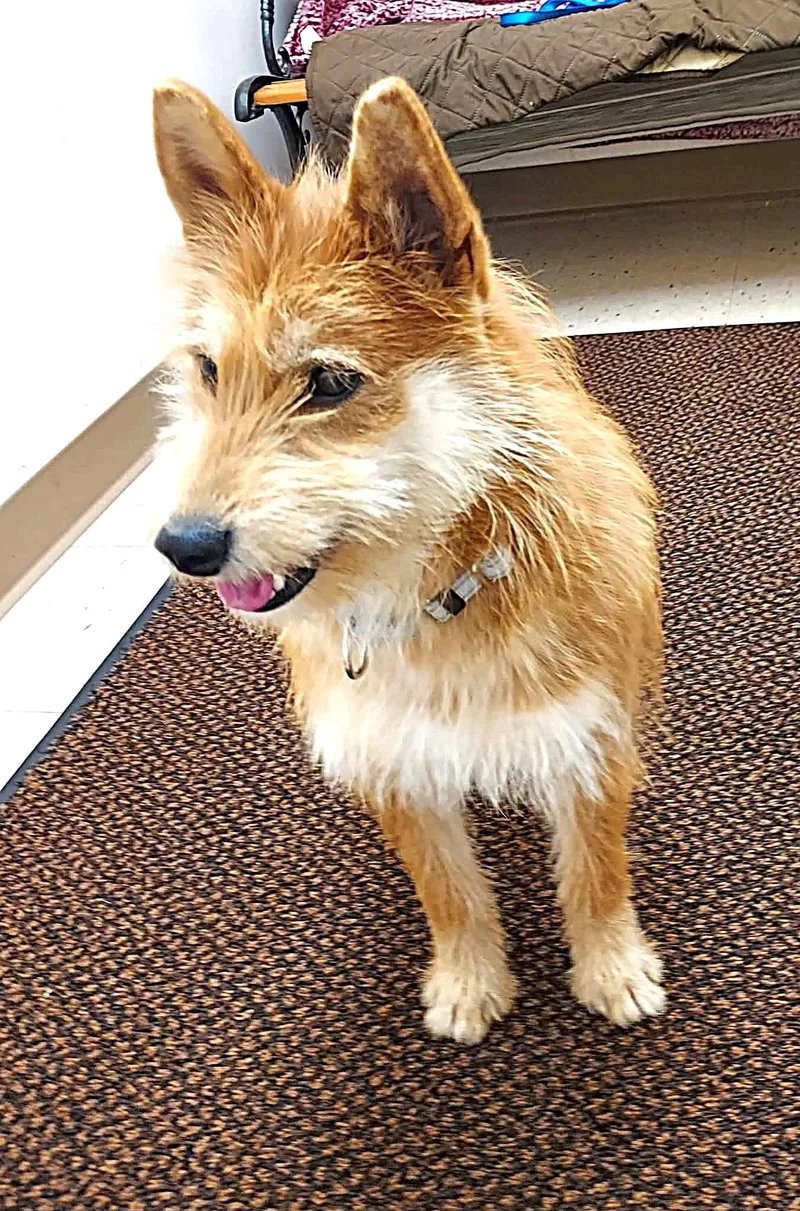 A young small-sized female Shiba Inu dog named Ginger for adoption in Falls Creek, PA