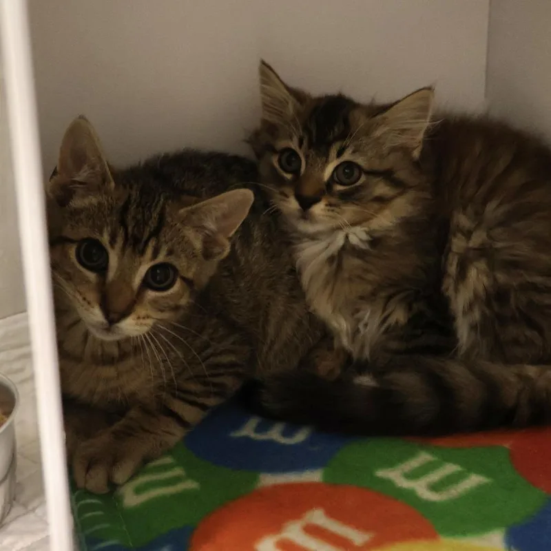 A baby small-sized male Brown / Chocolate Domestic Short Hair cat named Marty for adoption in Briarcliff Manor, NY