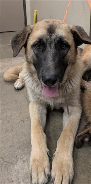Archie