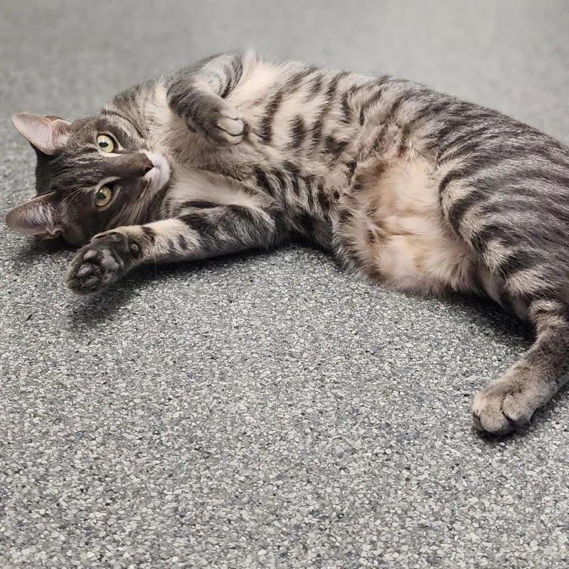 A young large-sized male Tabby (Gray / Blue / Silver) Domestic Short Hair cat named Winnie for adoption in Beulah, MI