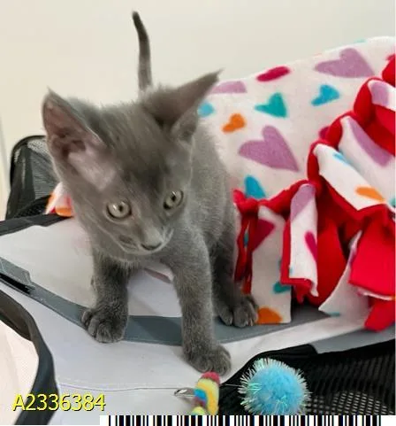 A baby small-sized male Domestic Short Hair cat named Ratatouille for adoption in West Palm Beach, FL