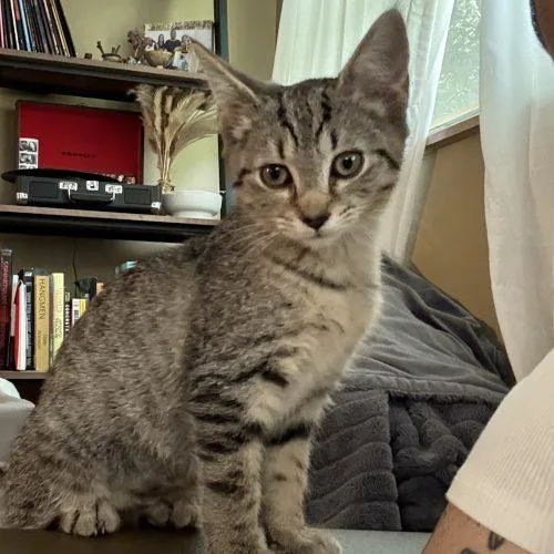 A baby small-sized female Tabby (Brown / Chocolate) Tabby cat named Sauerkraut for adoption in Knoxville, TN