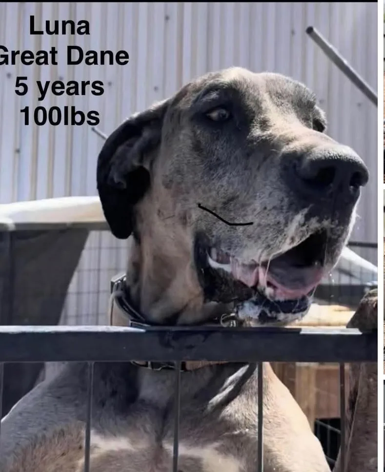 An adult large-sized female Merle (Blue) Great Dane dog named Luna for adoption in Joliet, IL