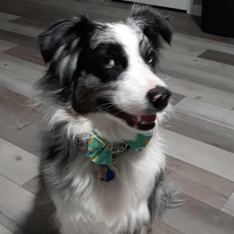 An adult medium-sized female Australian Shepherd dog named Ash for adoption in Ada, MN