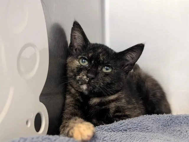 A baby small-sized female Domestic Short Hair cat named Wanda for adoption in Camarillo, CA