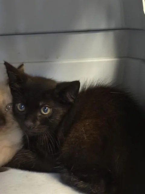 A baby small-sized male Domestic Short Hair cat named Preston for adoption in Sugar Land, TX