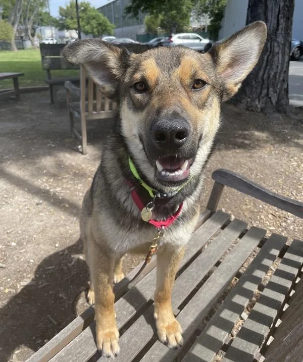 A young large-sized male German Shepherd Dog dog named Bogo for adoption in Dublin, CA