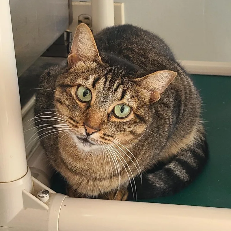 An adult medium-sized female Brown / Chocolate Domestic Short Hair cat named Willow Houston for adoption in Denver, CO
