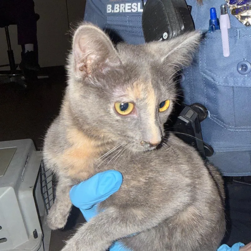 A baby small-sized female Gray / Blue / Silver American Shorthair cat named CapriSun w Fruit Punch for adoption in Flagstaff, AZ