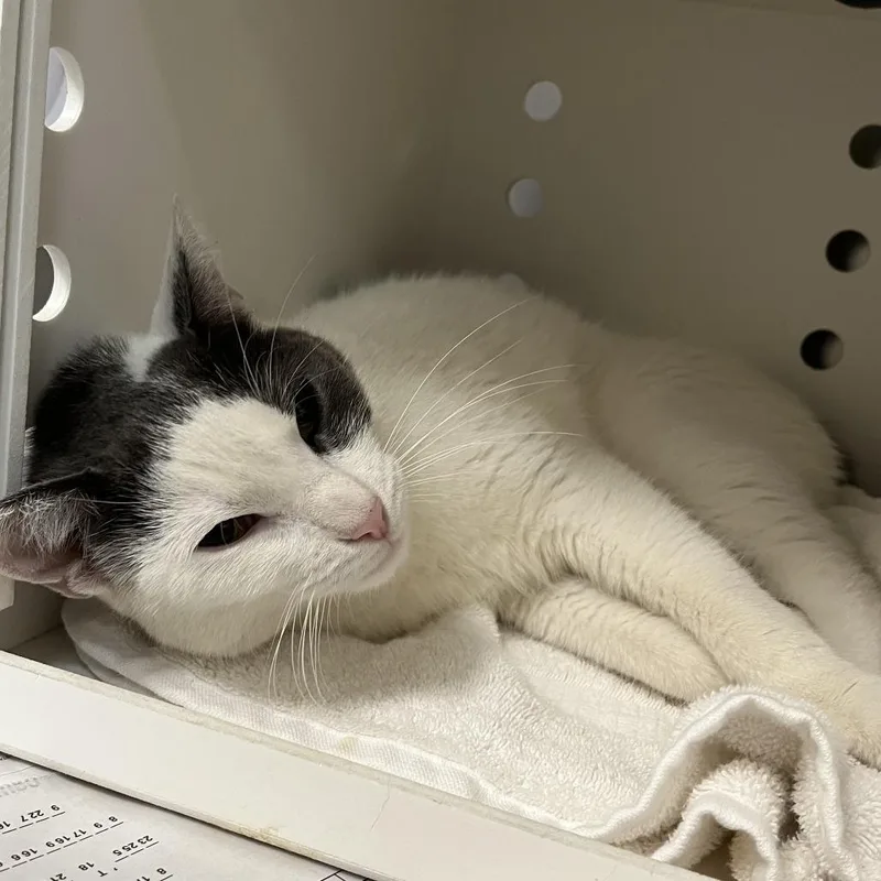 An adult medium-sized female White Domestic Short Hair cat named MONTStray for adoption in Perkiomenville, PA