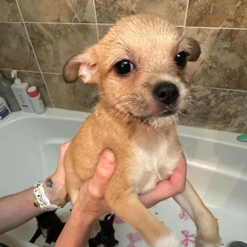 A baby small-sized male White / Cream Mixed Breed dog named Fish for adoption in Fredericksburg, VA