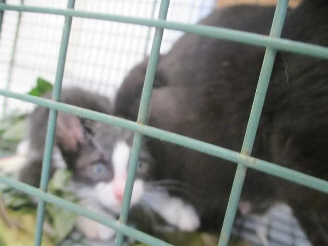 A baby small-sized male Domestic Short Hair cat named Takeda for adoption in Ocala, FL