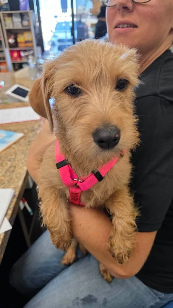 A young medium-sized female Mixed Breed dog named Usa for adoption in Mesa, AZ