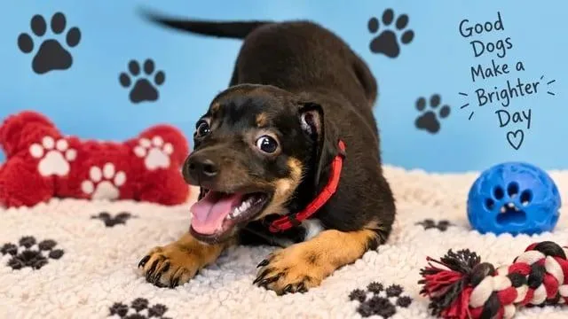 A baby medium-sized male Mixed Breed dog named Pierre for adoption in Mesa, AZ