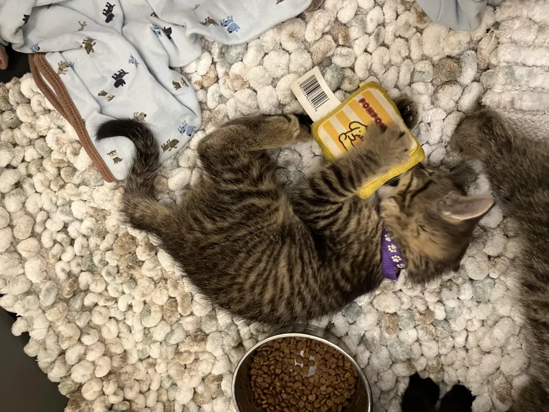 A baby medium-sized male Domestic Short Hair cat named Dorito for adoption in Alexander, NY