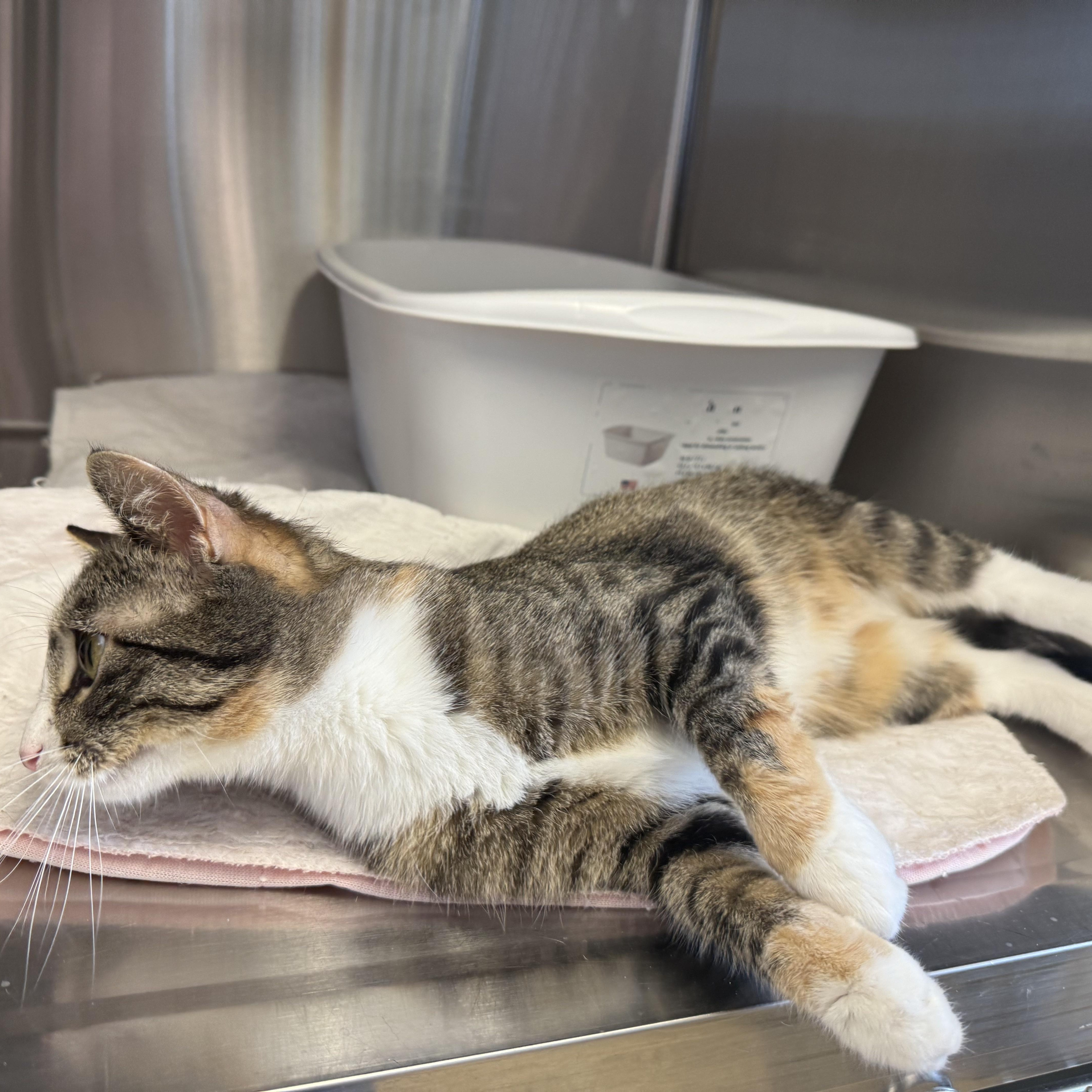 A young medium-sized female Tabby (Brown / Chocolate) Domestic Short Hair cat named Florence for adoption in La Crescent, MN