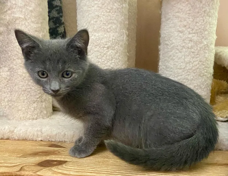 A baby small-sized male Gray / Blue / Silver Domestic Short Hair cat named Panthor for adoption in Chalfont, PA