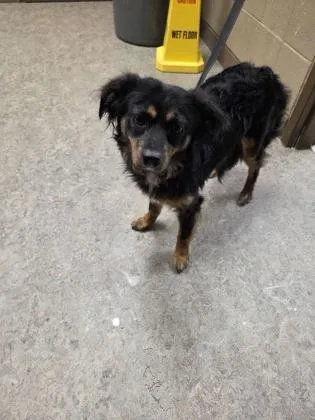 An adult small-sized male Mixed Breed dog named Curly for adoption in Madison, NJ