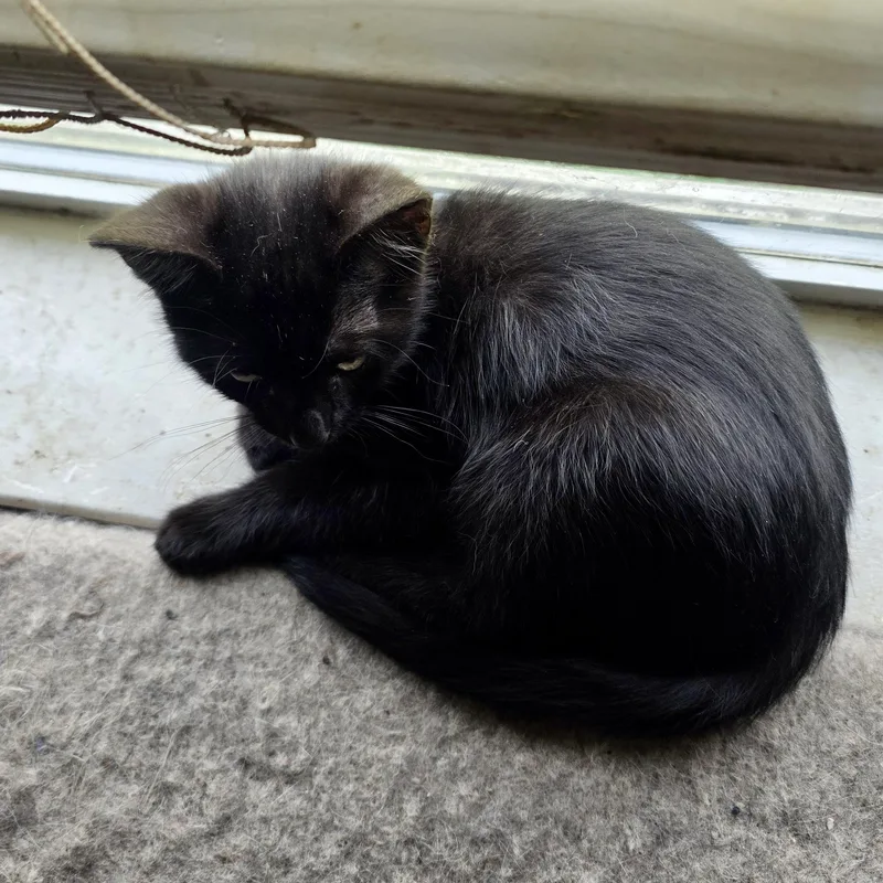 A baby small-sized male Black Domestic Short Hair cat named Tibby for adoption in Liverpool, TX