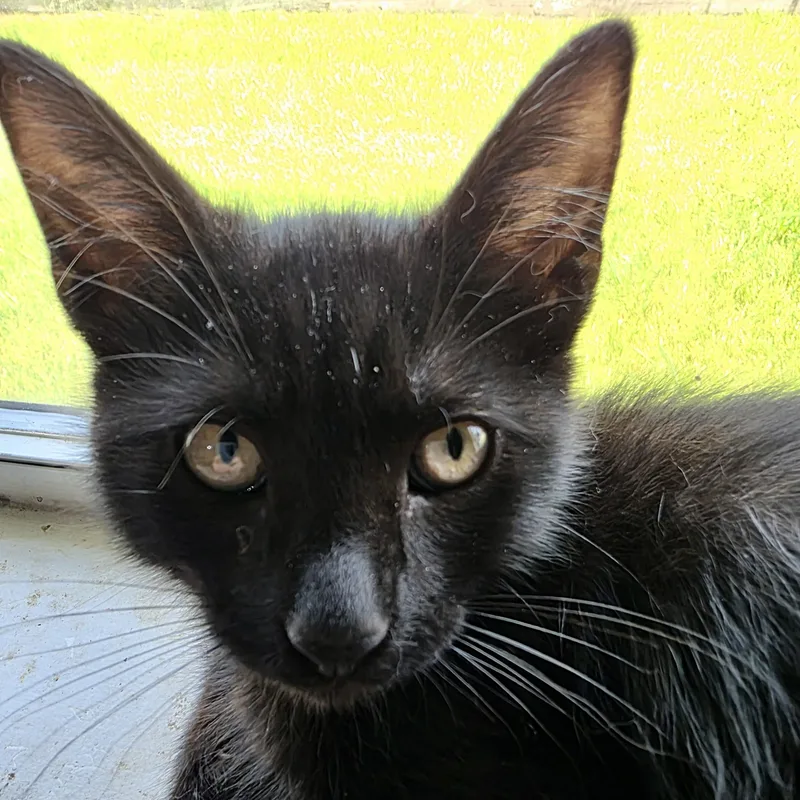 Tibby thumbnail 3