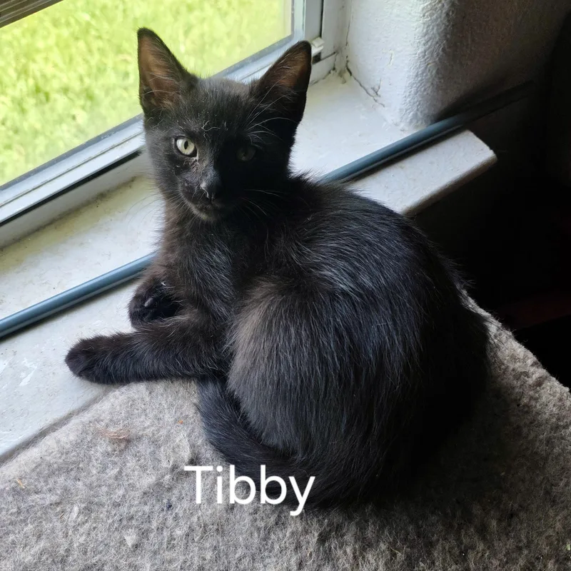 Tibby thumbnail 5
