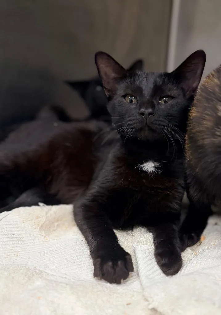 A baby medium-sized male Domestic Short Hair cat named Quinton for adoption in Danielsville, GA
