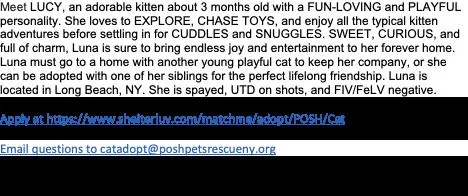 A baby medium-sized female Black Domestic Short Hair cat named Lucy for adoption in Long Beach, NY
