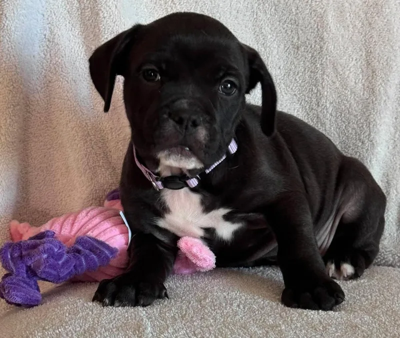 A baby medium-sized female Black Bulldog dog named Bell for adoption in San Tan Valley, AZ
