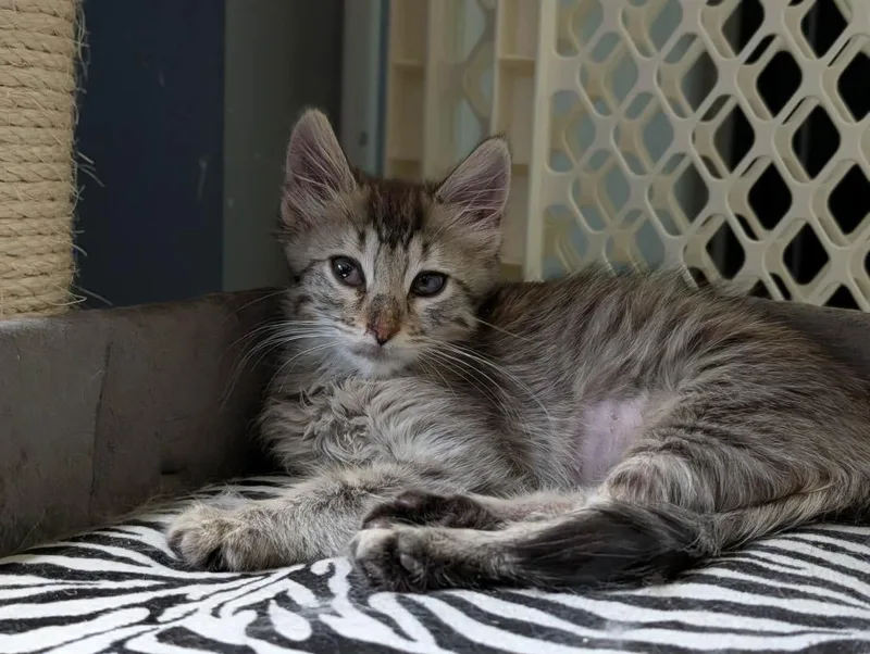 A baby small-sized female Domestic Long Hair cat named Marsh for adoption in Gorham, ME