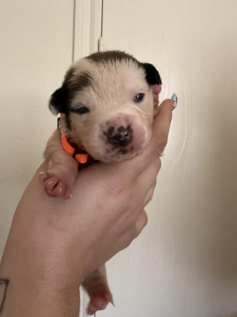 A baby medium-sized male White / Cream American Bully dog named Puppy for adoption in Dallas, TX