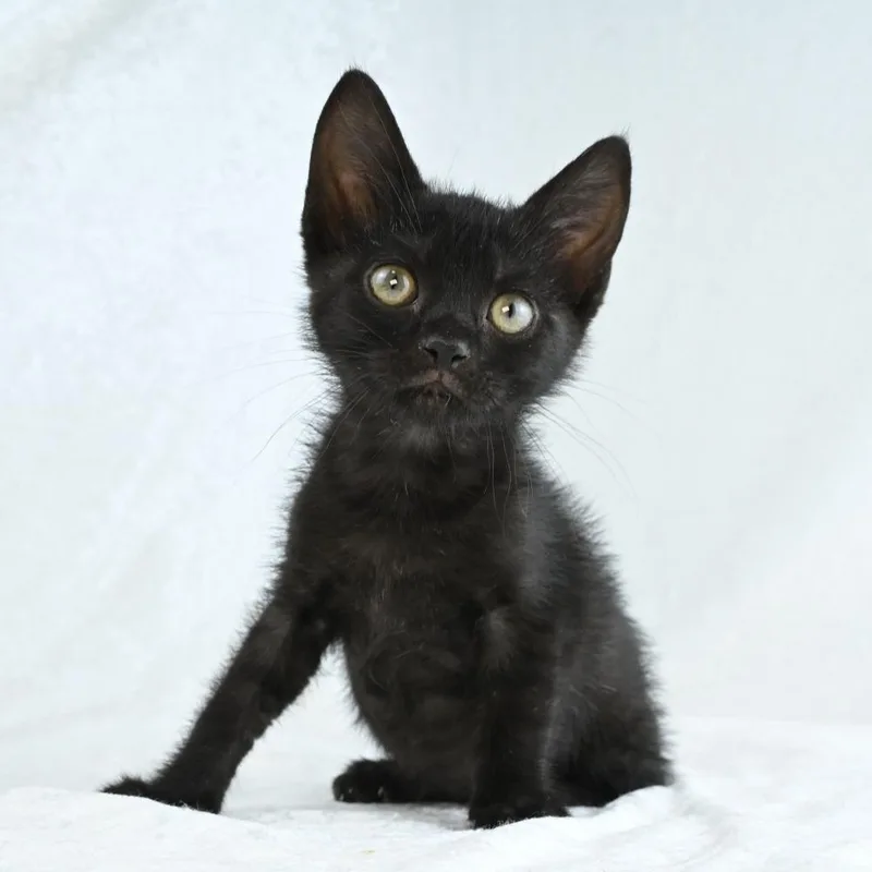 A baby small-sized female Black Domestic Short Hair cat named Riverleigh for adoption in Mobile, AL