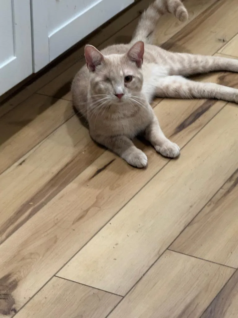 A baby large-sized male Domestic Short Hair cat named Striker for adoption in warrenville, SC