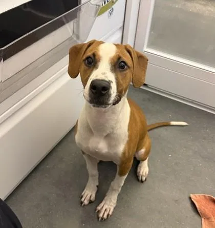 A baby medium-sized female Mixed Breed dog named Mary Jane for adoption in New Orleans, LA