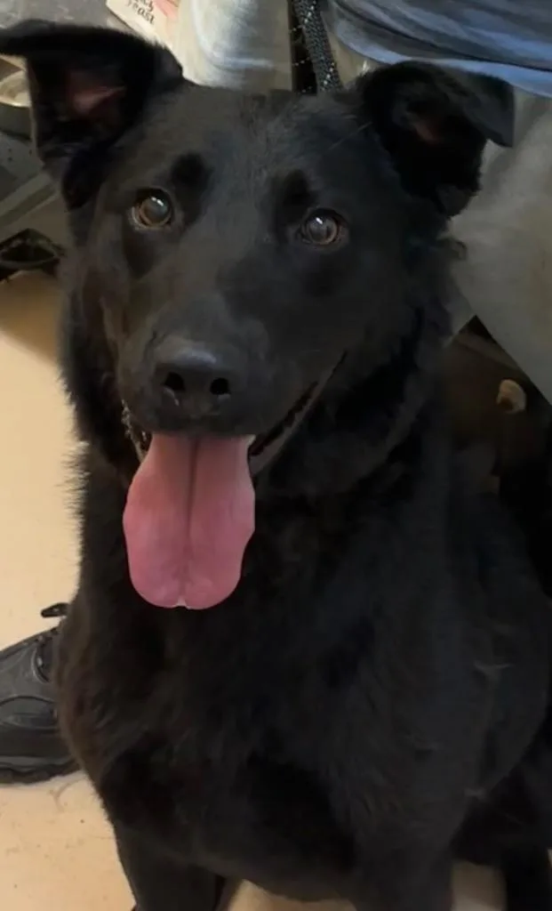 A young large-sized female Retriever dog named Ruthie for adoption in Elizabethton, TN