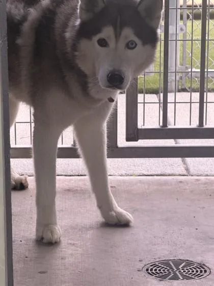 An adult medium-sized male Gray / Blue / Silver Siberian Husky dog named Benny for adoption in Hamilton, MT