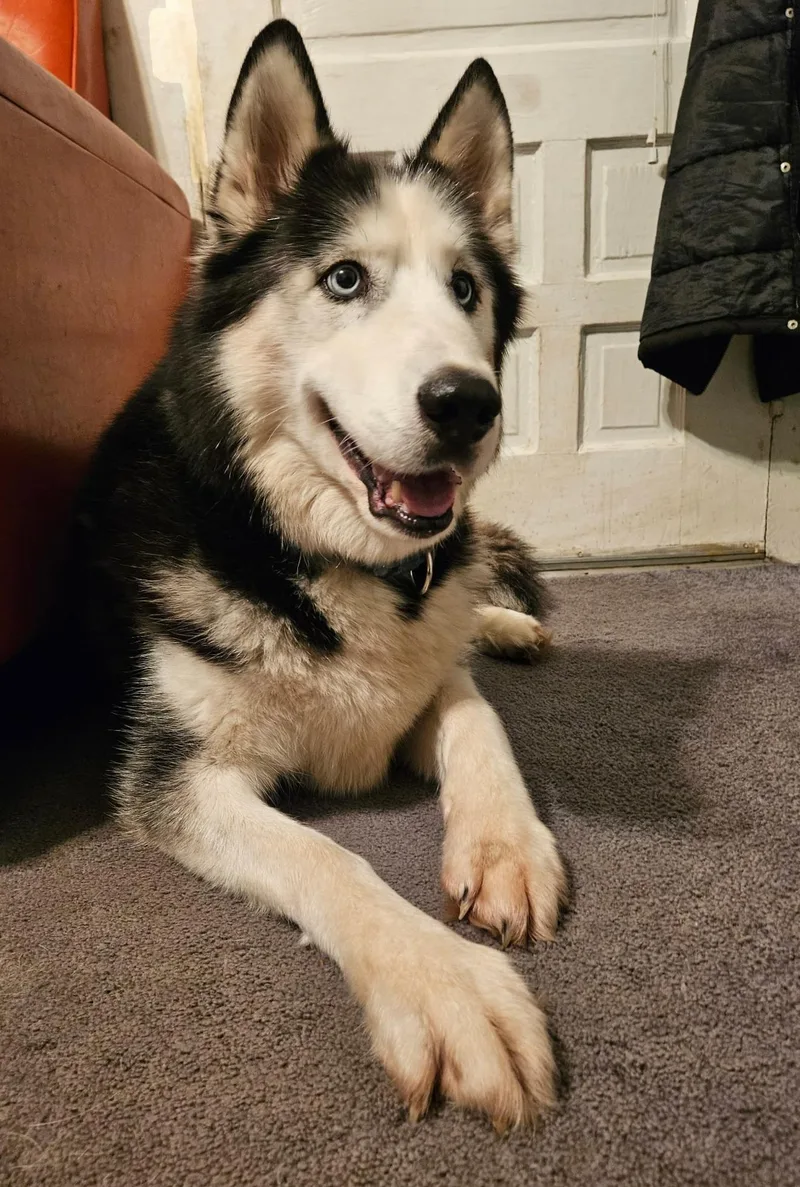 An adult medium-sized male Black Siberian Husky dog named Axle for adoption in Seville, OH