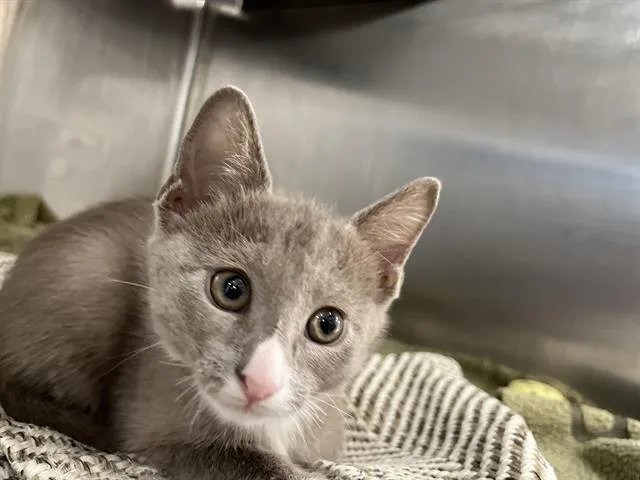 A baby small-sized male Domestic Short Hair cat named Booker for adoption in Chula Vista, CA