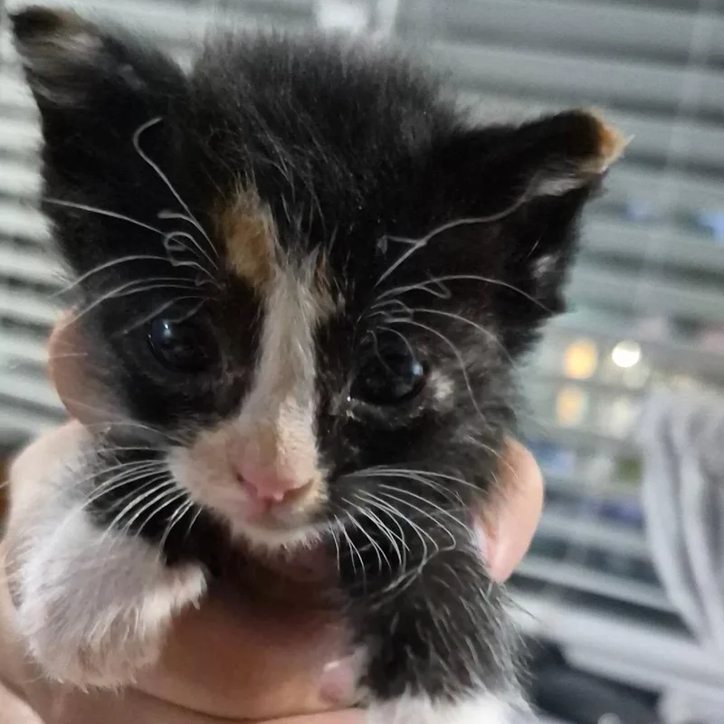 A baby small-sized female Calico Domestic Short Hair cat named Dots for adoption in Grantsville, UT