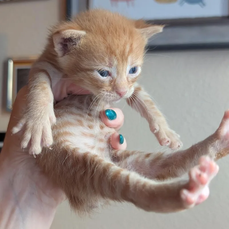 A baby small-sized male Orange / Red Manx cat named Xam for adoption in Austin, TX