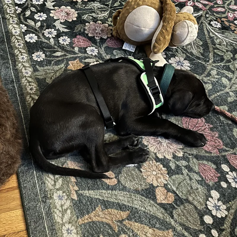 Huxley Pumphrey