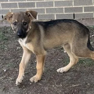 A baby medium-sized female Brown / Chocolate German Shepherd Dog dog named Ke$ha for adoption in The Colony, TX