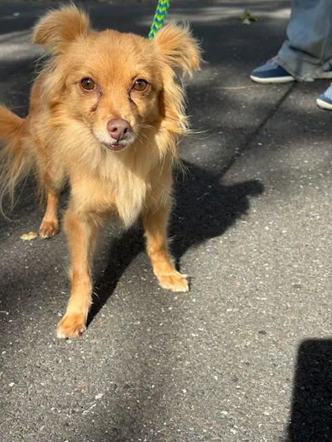 A young small-sized male Pomeranian dog named TRex for adoption in Chalfont, PA