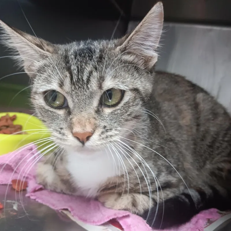 A baby medium-sized female Calico Domestic Short Hair cat named June for adoption in Ardmore, OK