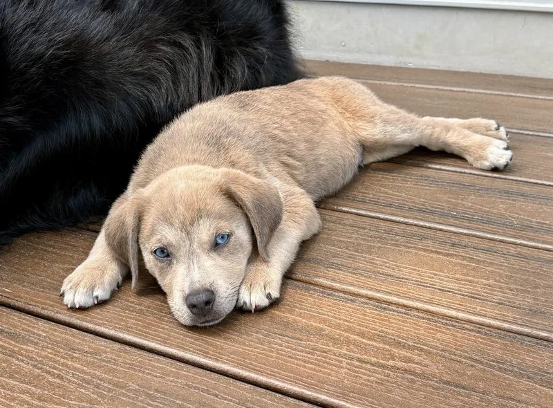A baby large-sized male Golden Retriever dog named Josh for adoption in Greenlawn, NY
