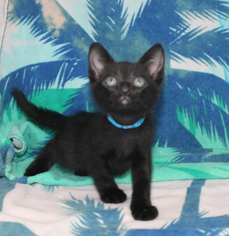 A baby medium-sized male Black Domestic Short Hair cat named Grey for adoption in Prattville, AL