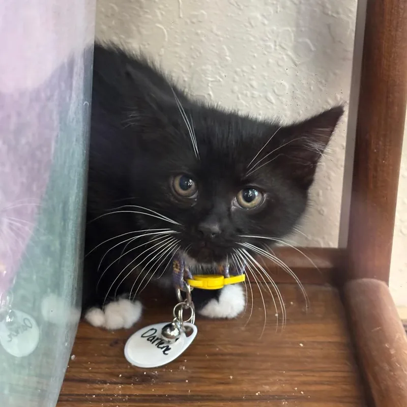 A young medium-sized female Black & White / Tuxedo Domestic Short Hair cat named Darlene for adoption in Milwaukee, WI