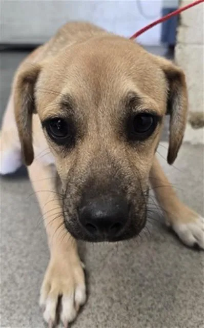 A young small-sized male Terrier dog named Sam for adoption in San Bernardino, CA
