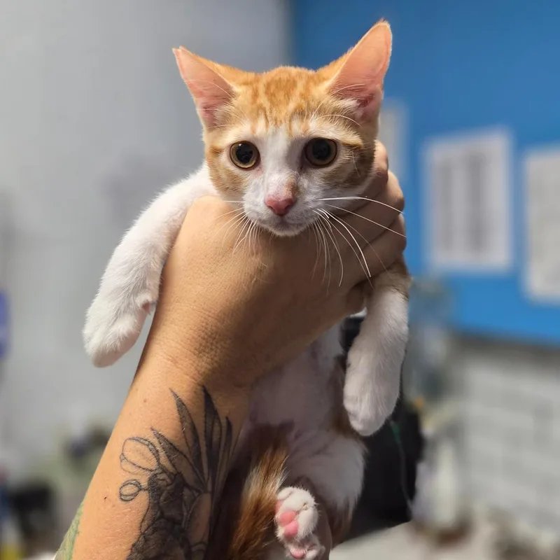 A baby small-sized female White Domestic Short Hair cat named Guava for adoption in Wahiawa, HI